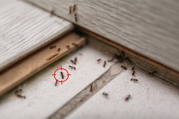 Best Affordable Pest Control Services  in Wabasso Beach, FL