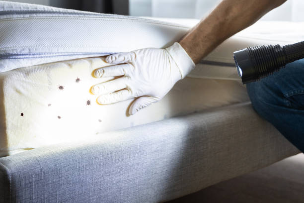 Best Pest Removal Services  in Wabasso Beach, FL