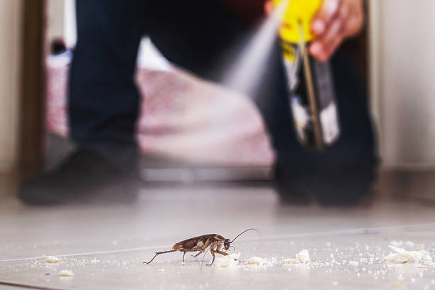 Best Pest Control for Homes  in Wabasso Beach, FL